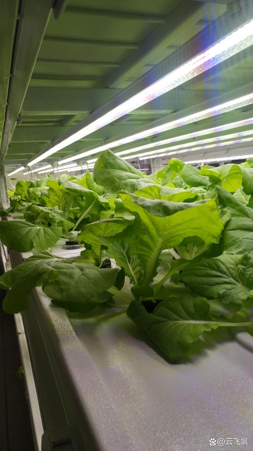 我们打造植物工厂,广义从事生物科技工作,侠义室内led人工光条件下